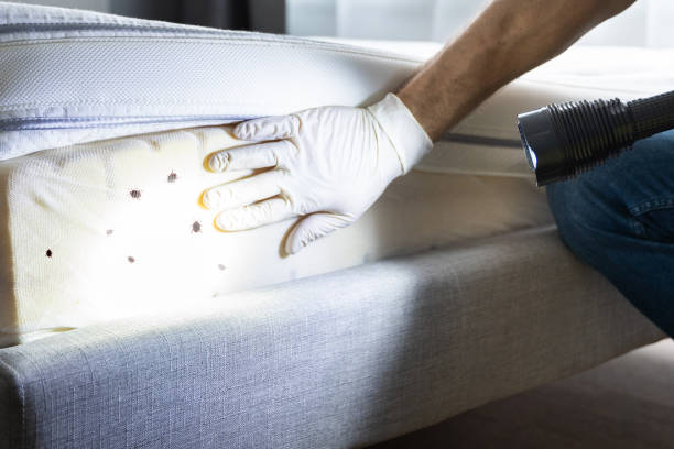 Best Pest Prevention Services  in Maysville, OK