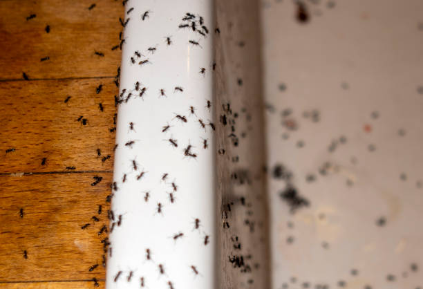 Best Commercial Pest Control Services  in Maysville, OK