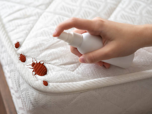 Best Flea Control Services  in Maysville, OK