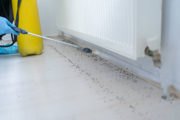 Best Best Pest Control Companies  in Maysville, OK