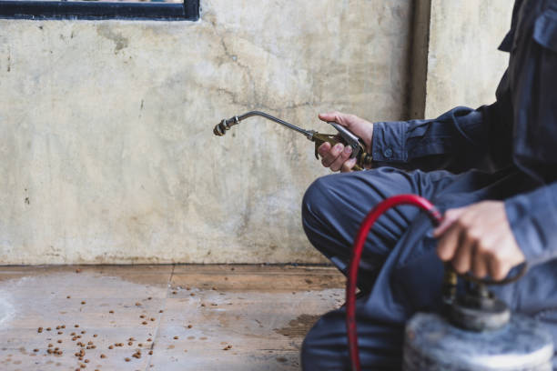 Best Flea Control Services  in Maysville, OK